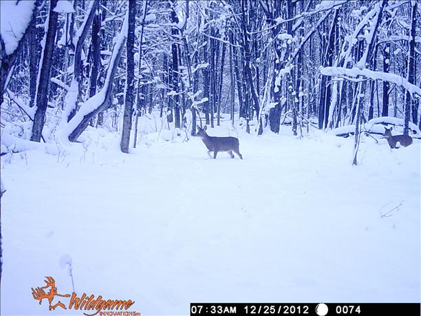 My Backyard